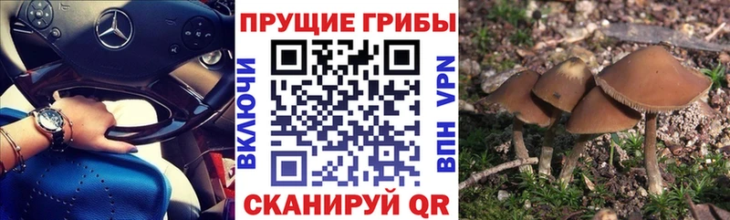 shop наркотические препараты цены Алатырь Галлюциногенные грибы MAGIC MUSHROOMS